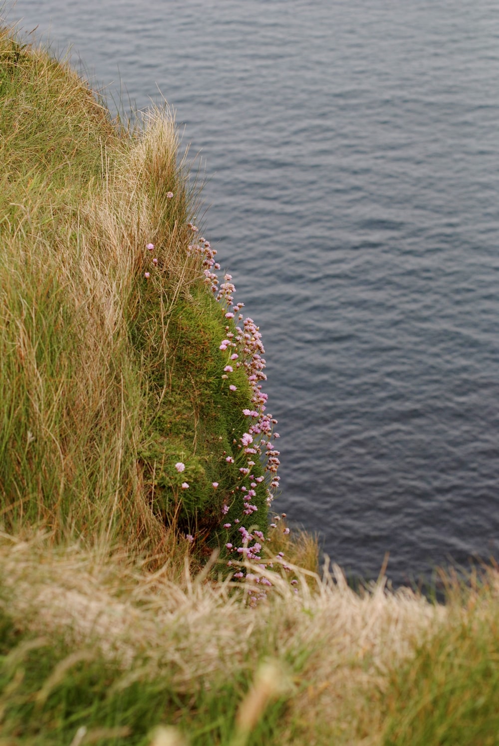 a grassy cliff with a body of water in the background