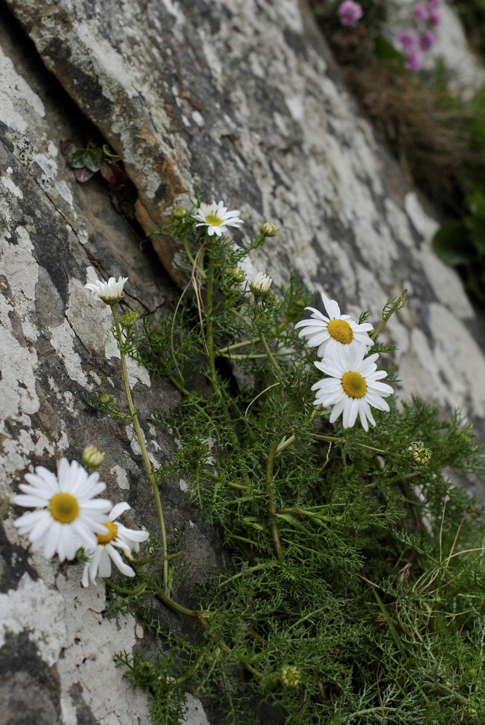 a bunch of daisies growing out of a crack in a rock