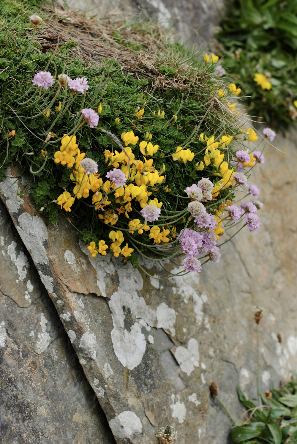a bunch of flowers that are sitting on a rock