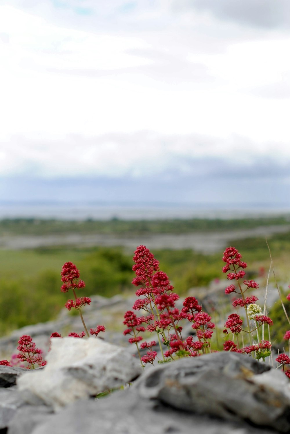 a bunch of red flowers growing out of some rocks