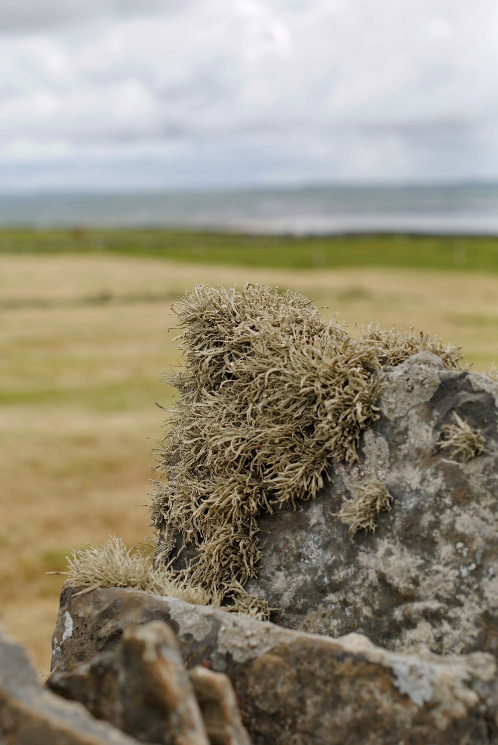 a rock covered in moss in a field