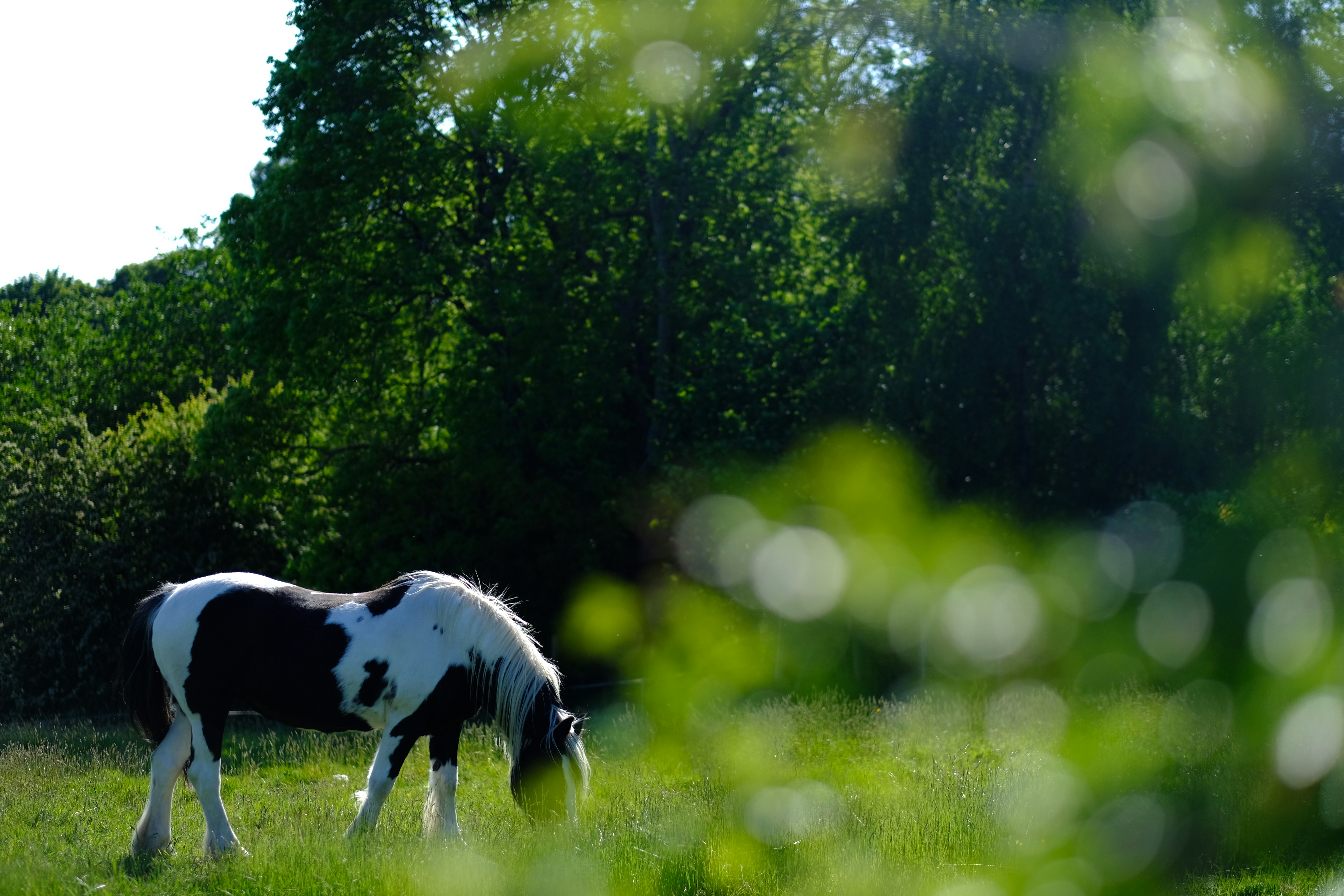 Photo by zaralazarov