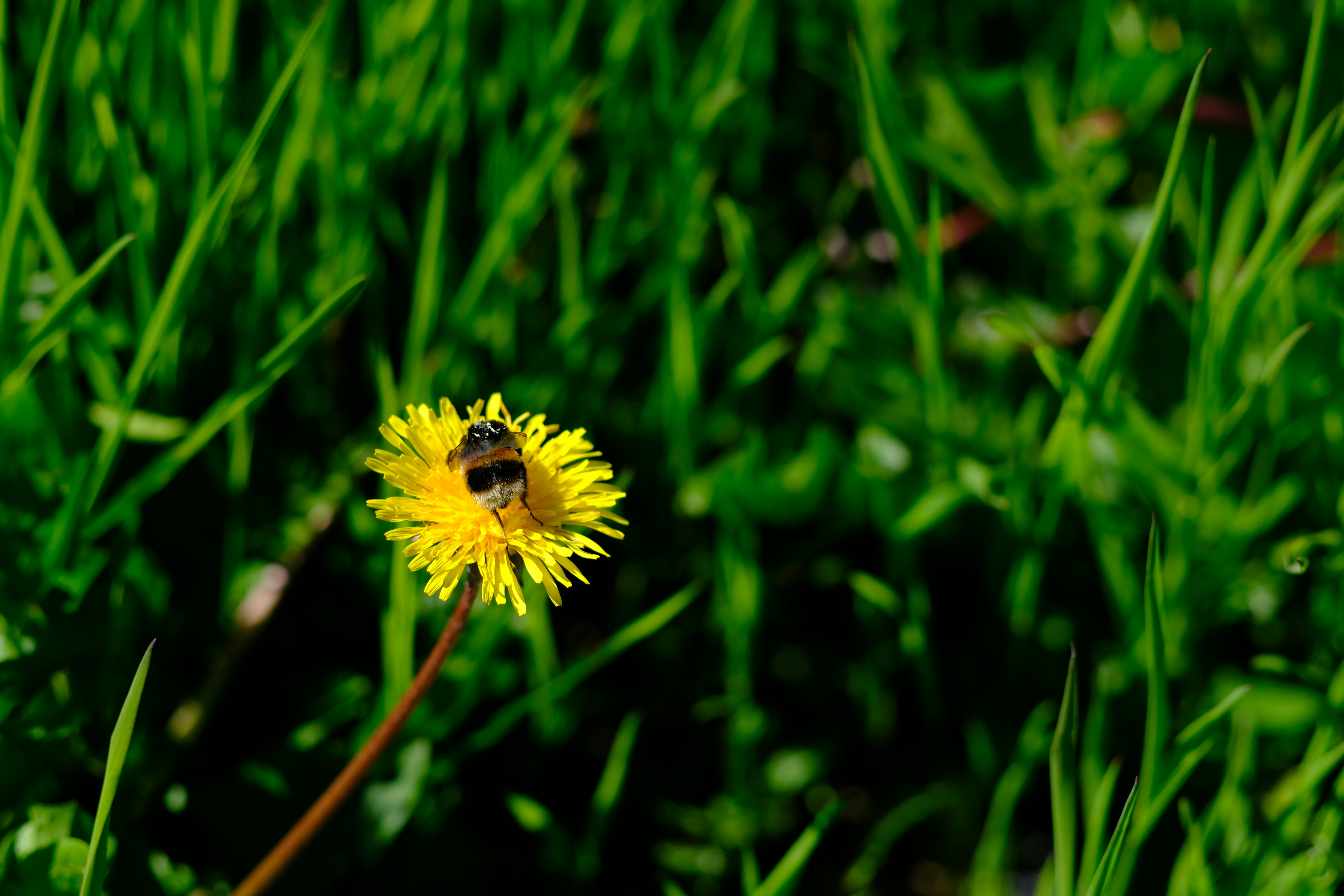 Photo by zaralazarov