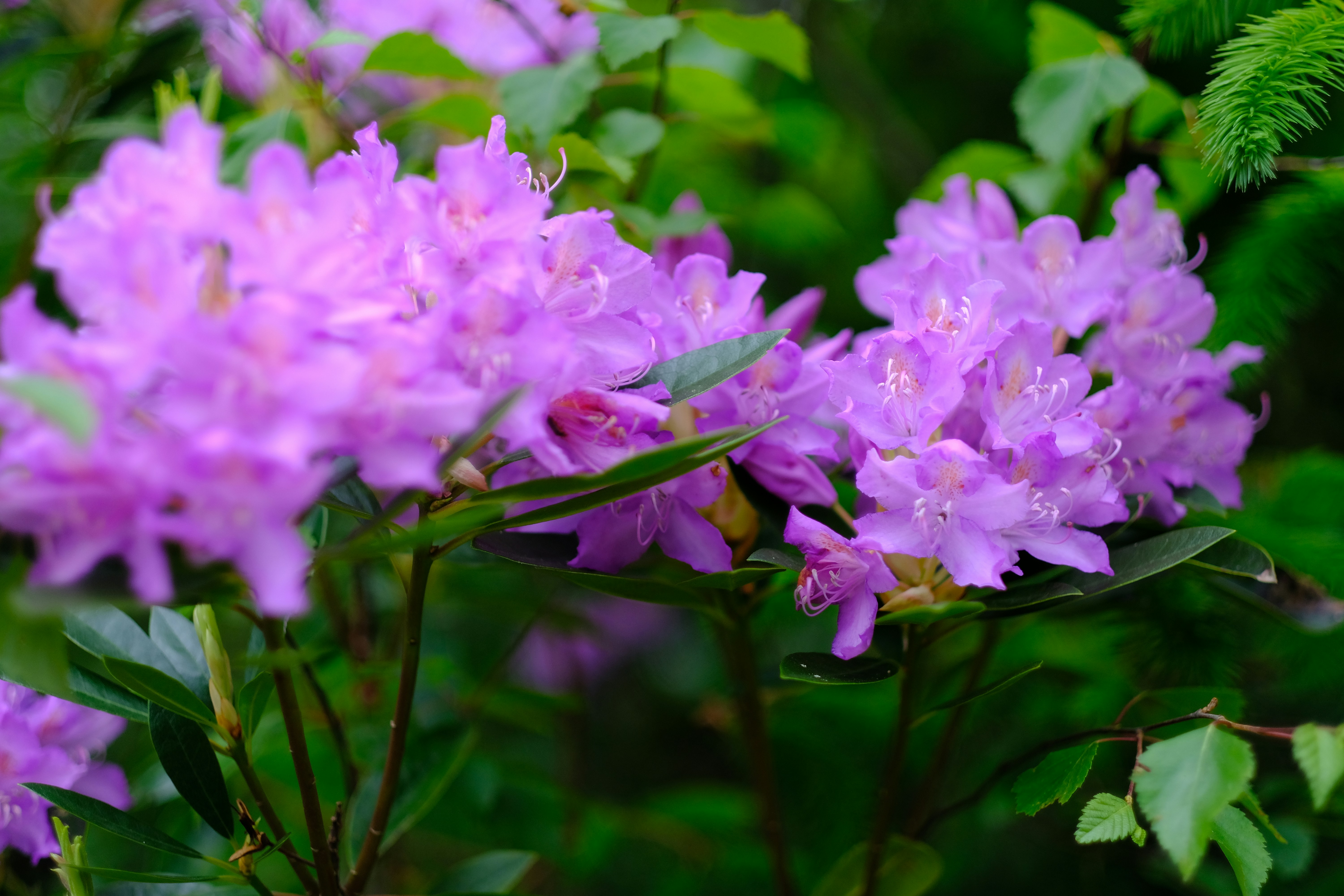 Photo by zaralazarov