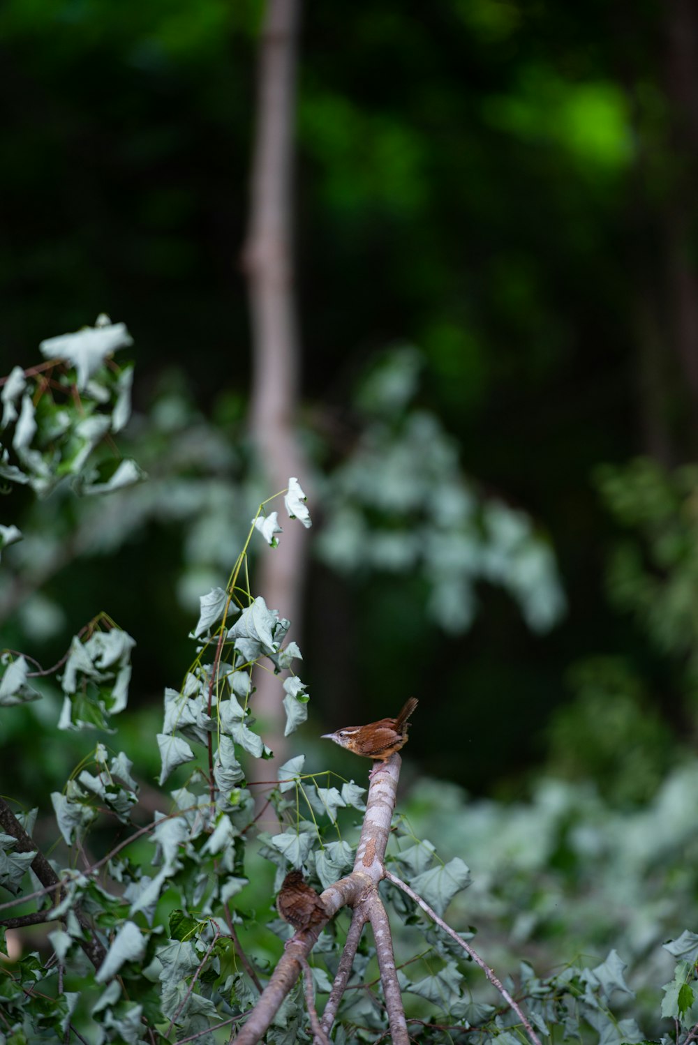 a bird perched on top of a tree branch