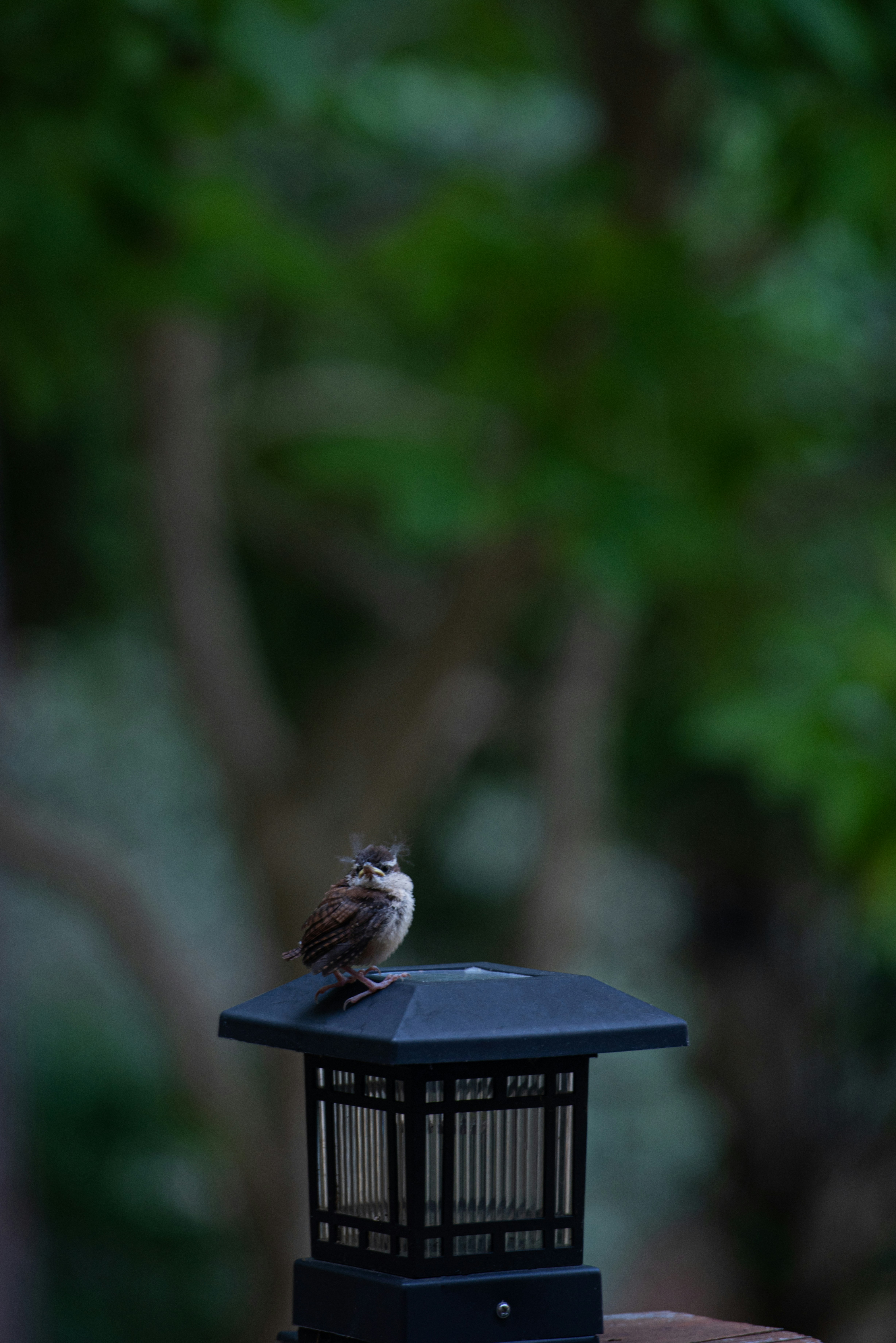 a small bird sitting on top of a bird feeder