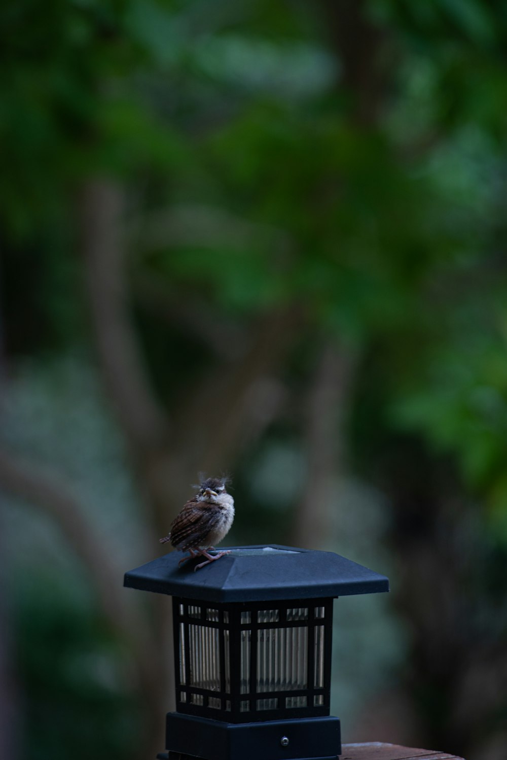 Ein kleiner Vogel sitzt auf einem Vogelhäuschen