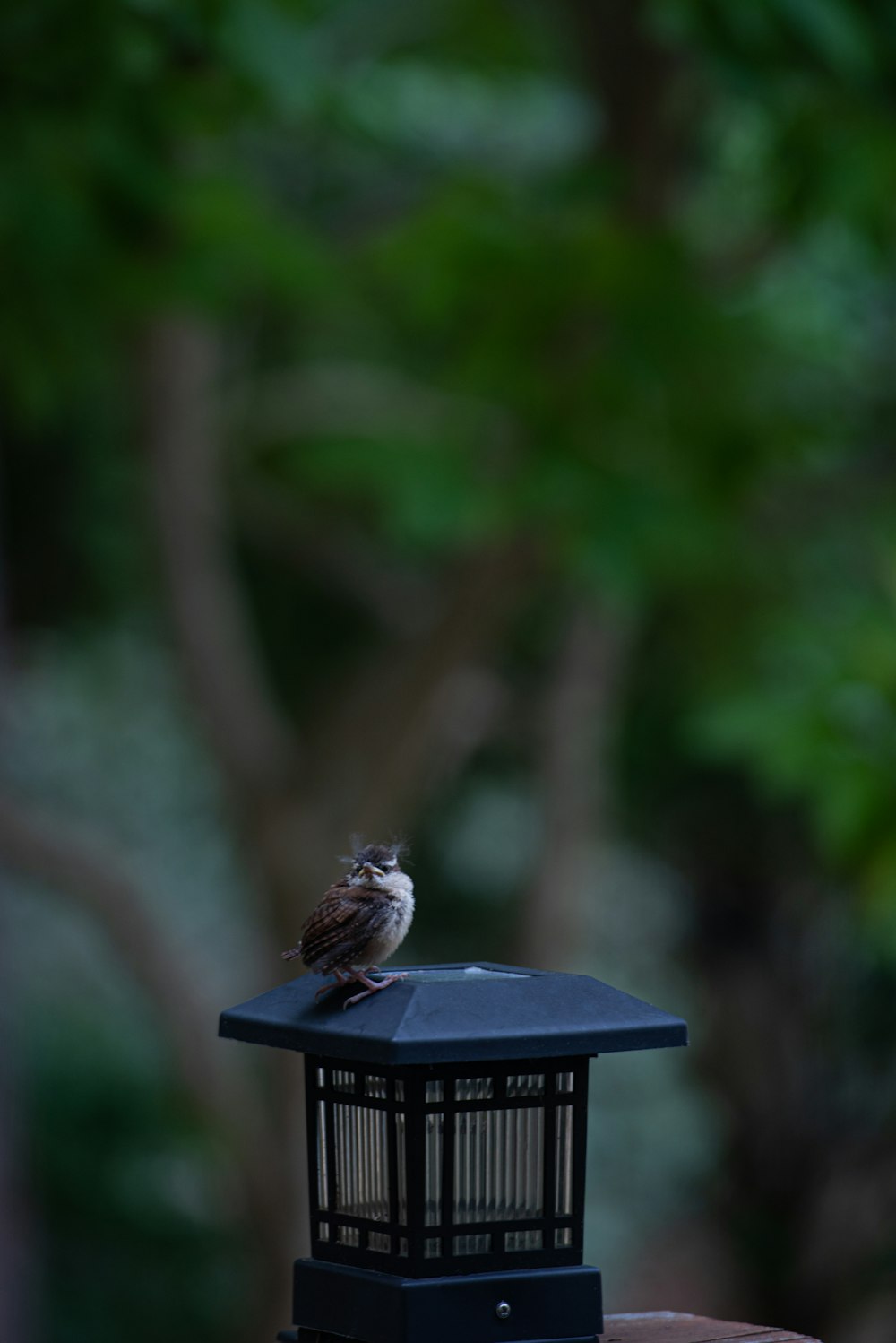 Un pequeño pájaro sentado encima de un comedero para pájaros
