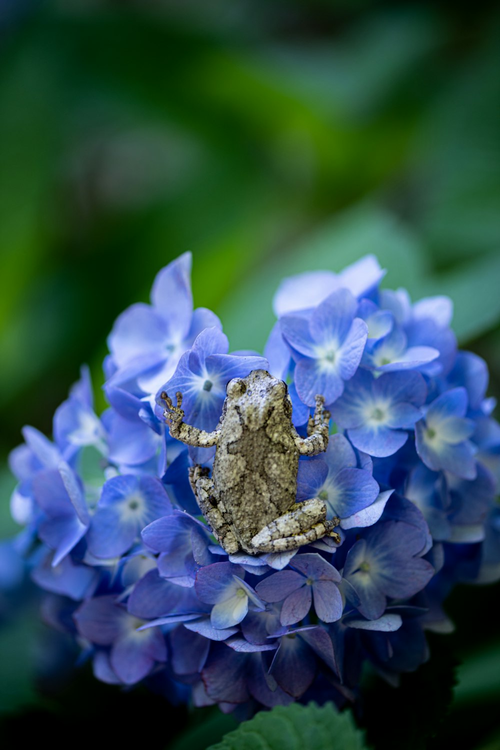 a frog sitting on top of a blue flower
