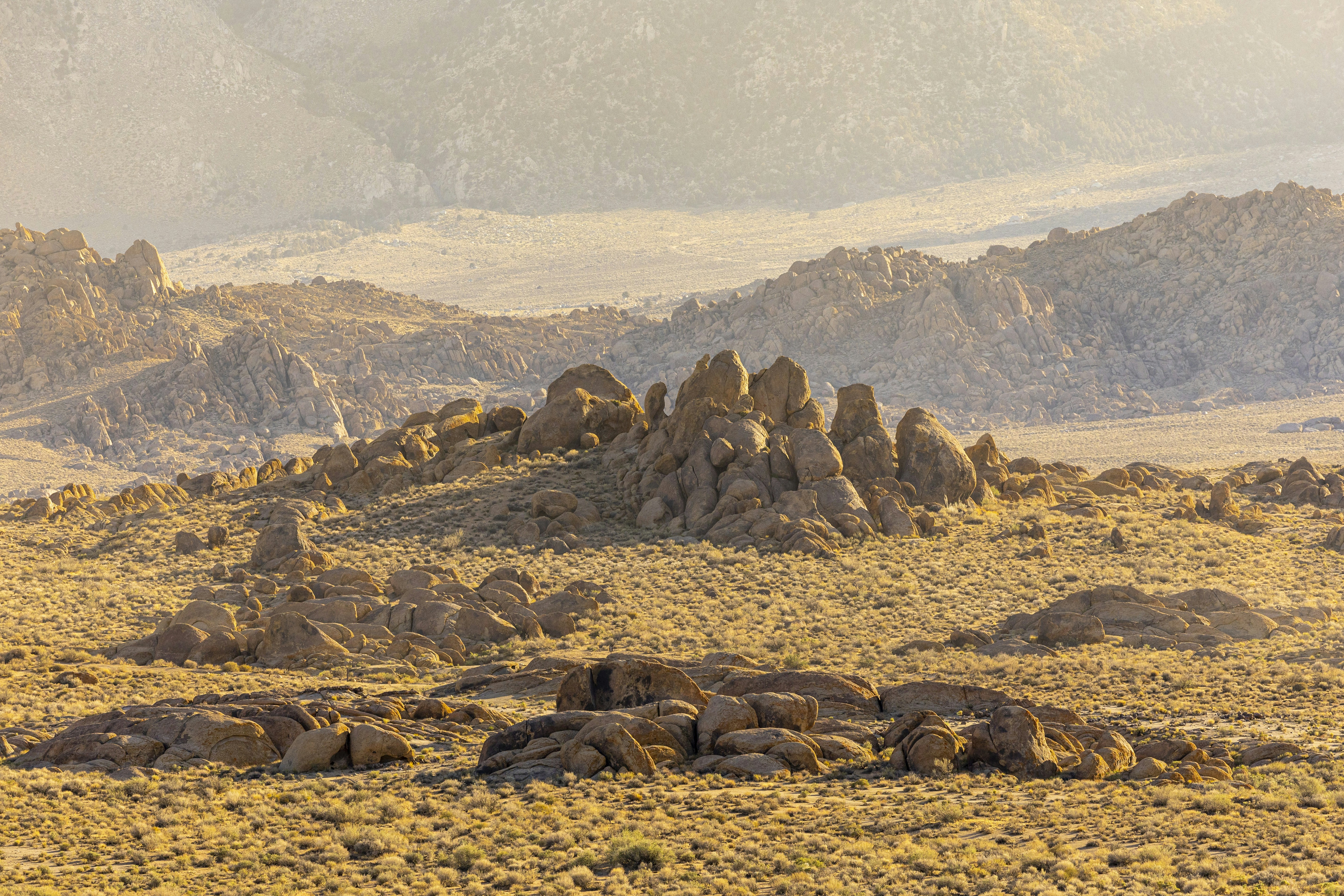 a herd of sheep standing on top of a dry grass covered field