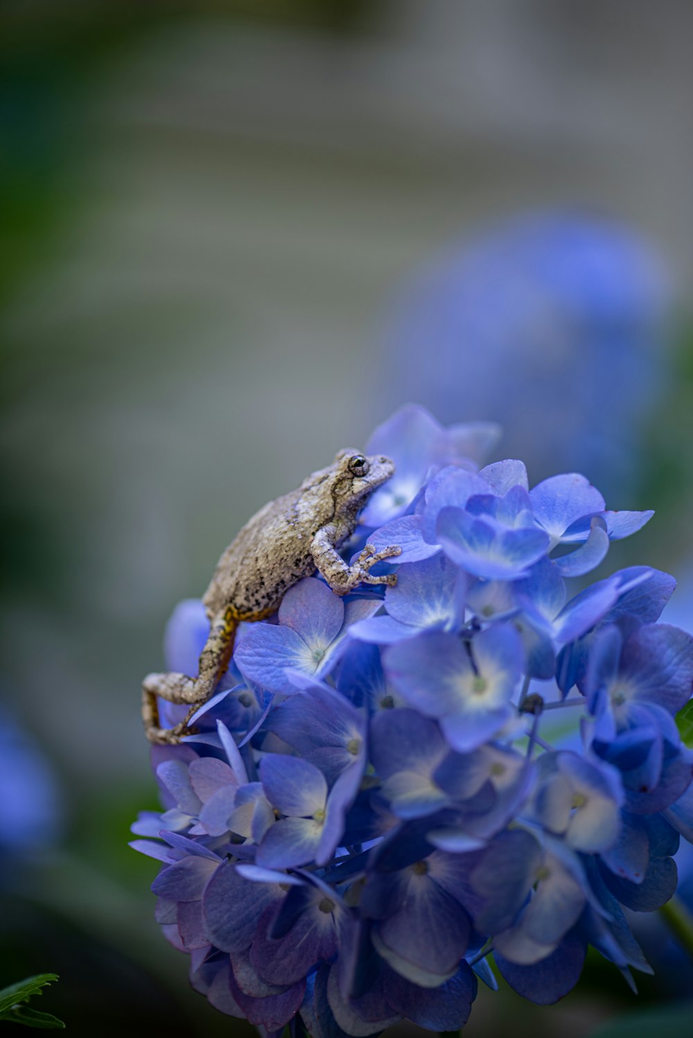 a frog sitting on top of a blue flower