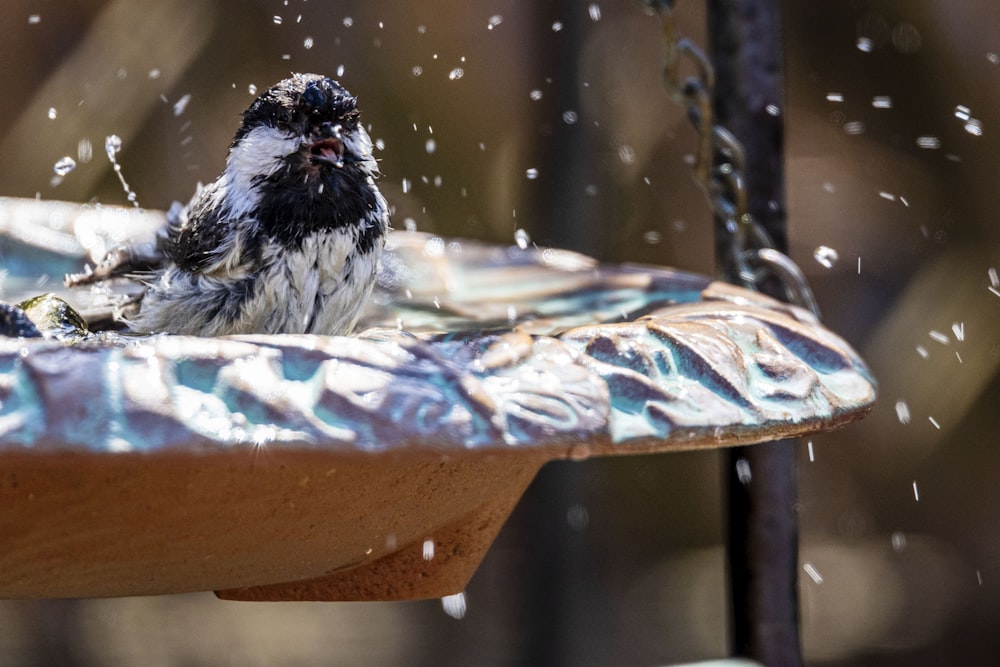 a small bird is sitting on a bird bath