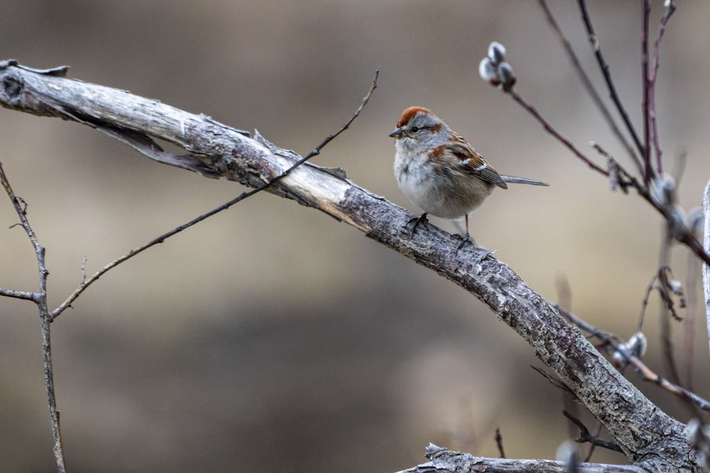 a small bird perched on top of a tree branch