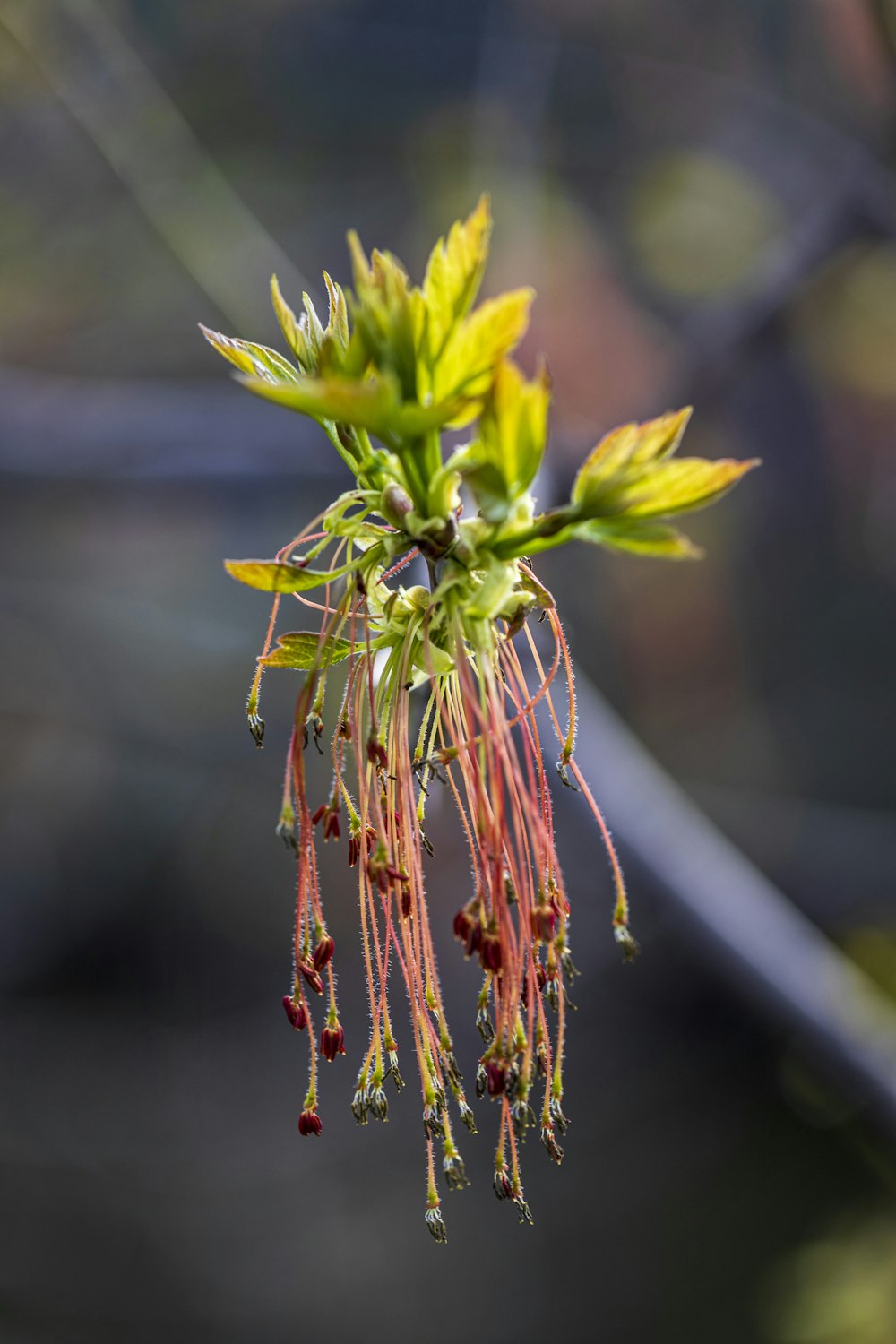 a close up of a flower on a tree branch