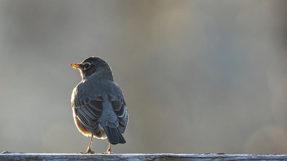 a bird sitting on top of a wooden fence