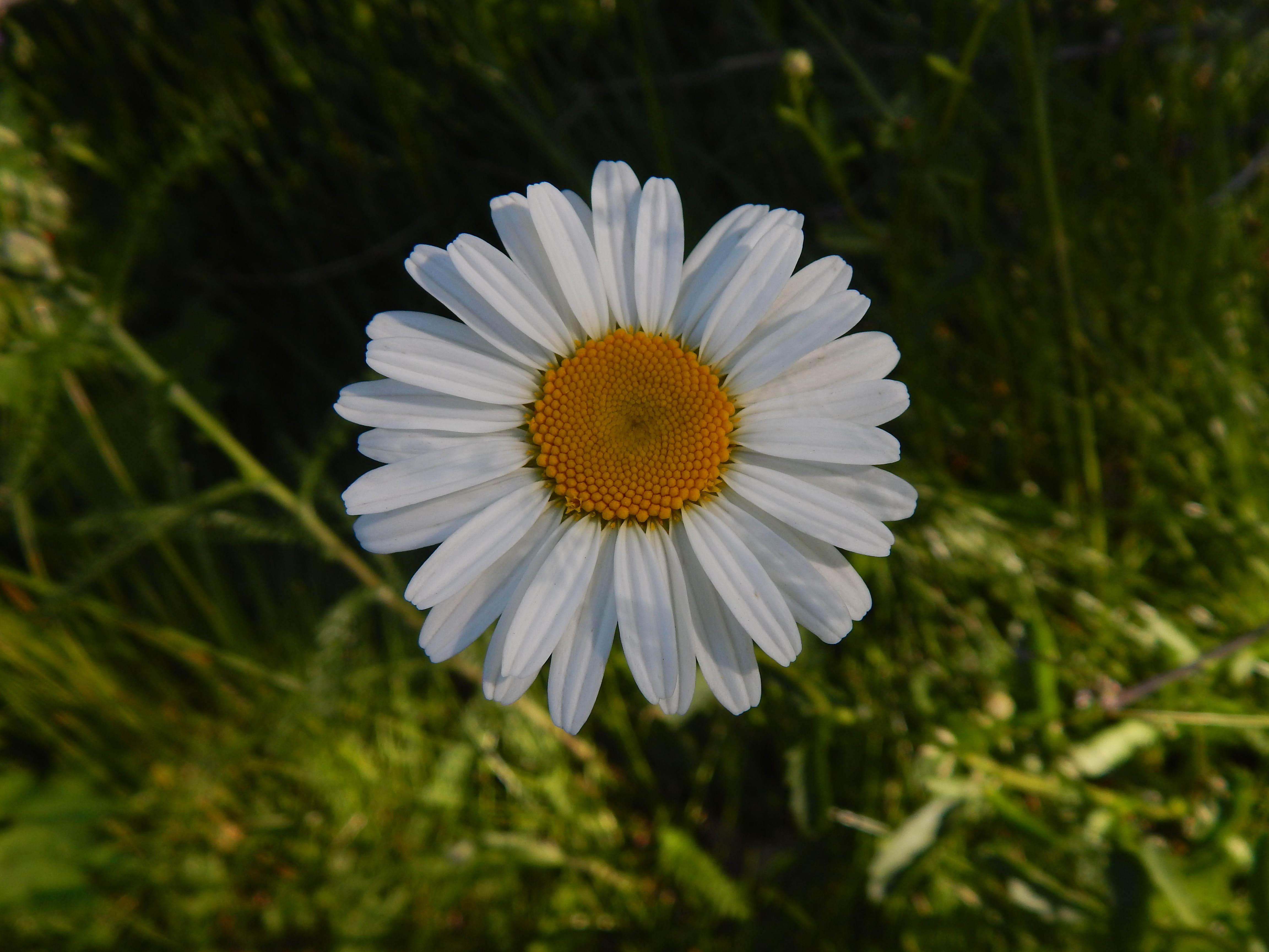 Photo by scarlettweiss