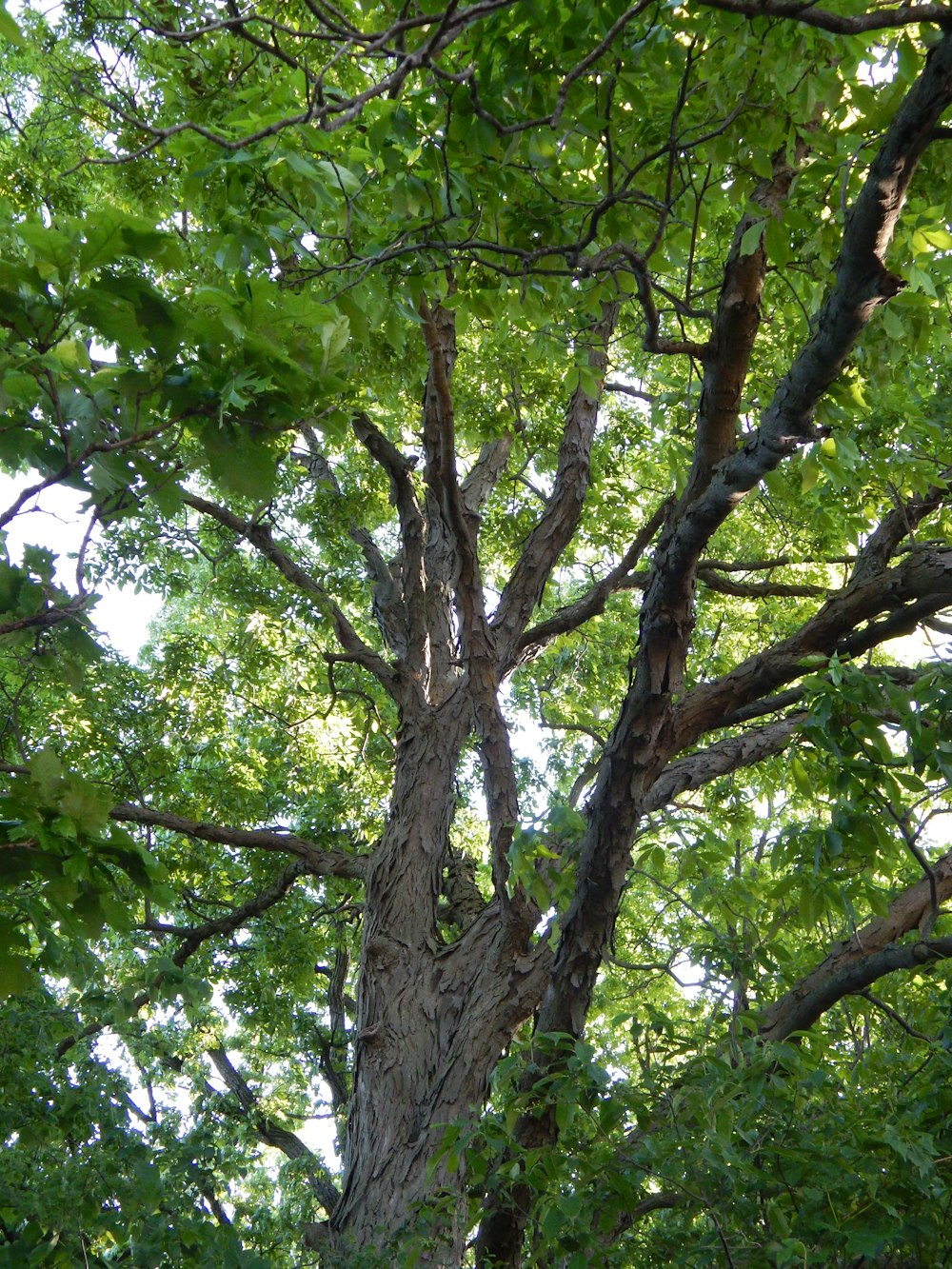 Un árbol grande con muchas hojas verdes