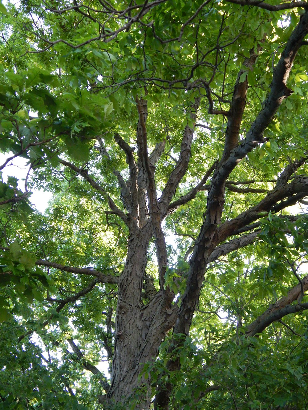 a large tree with lots of green leaves