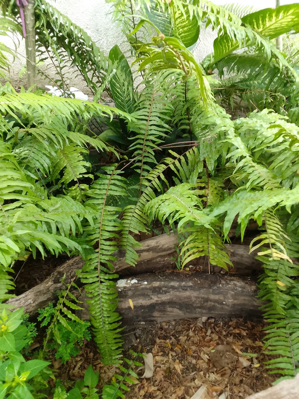 a bunch of plants that are in the dirt