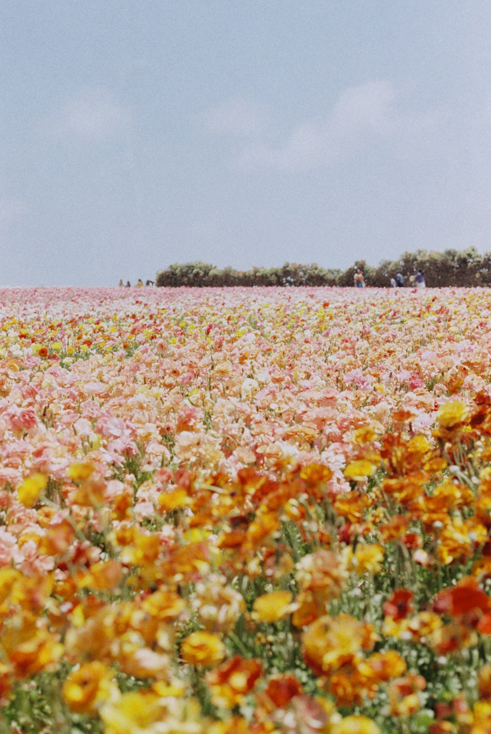 a large field of flowers with a sky background