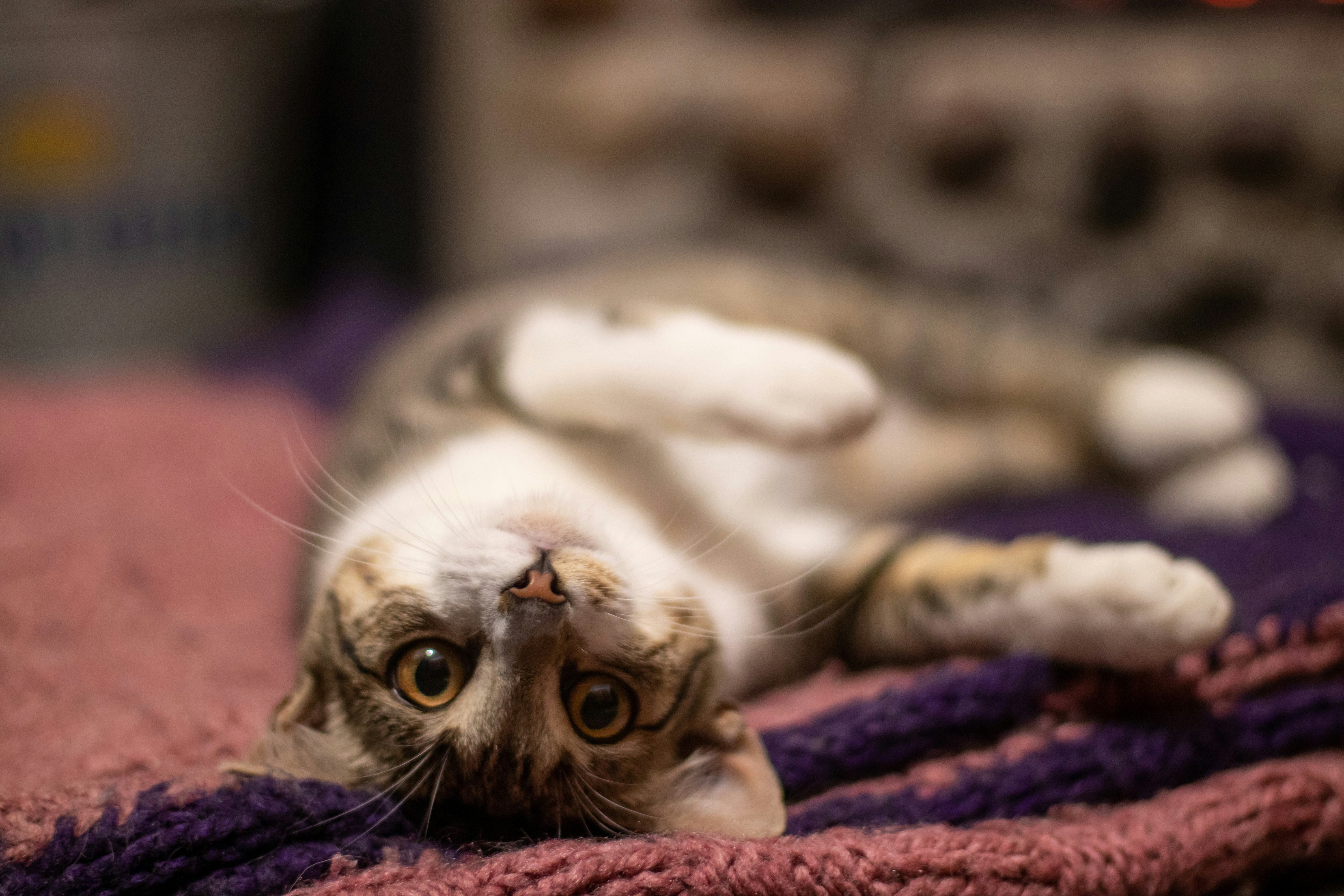 Photo by sonianadales