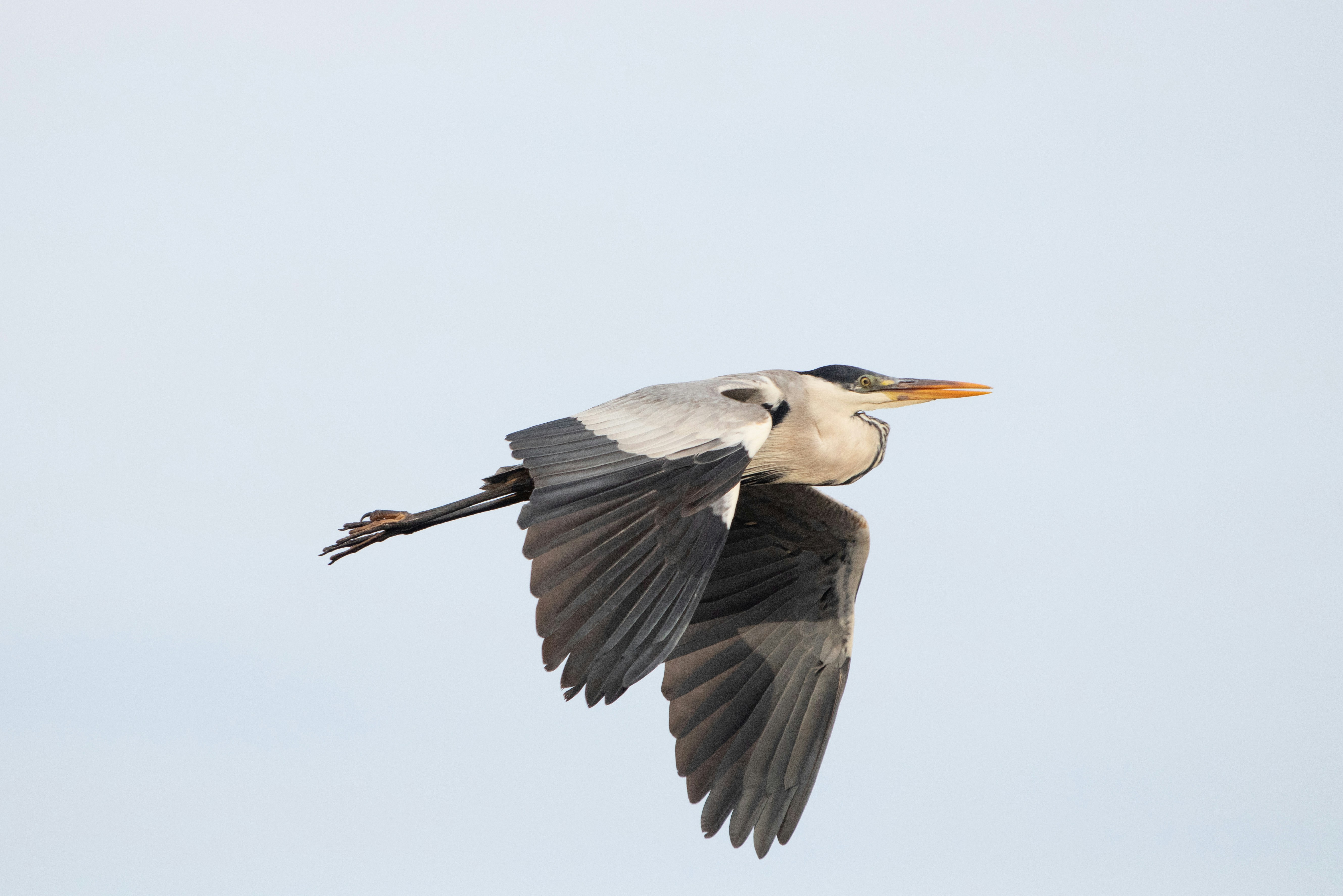 Photo by sonianadales