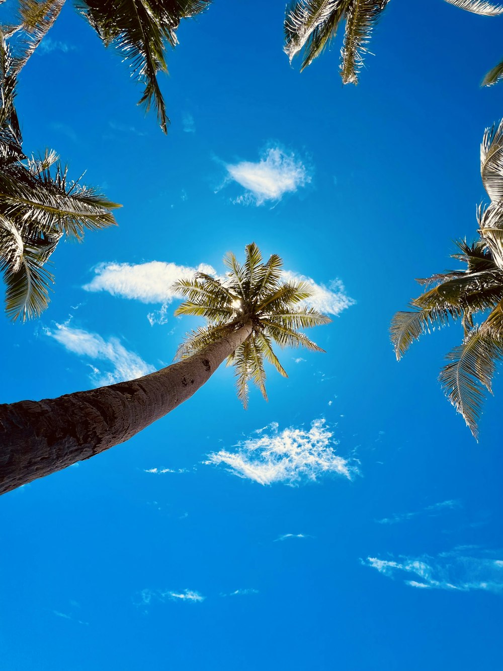 una palmera con un cielo azul brillante en el fondo