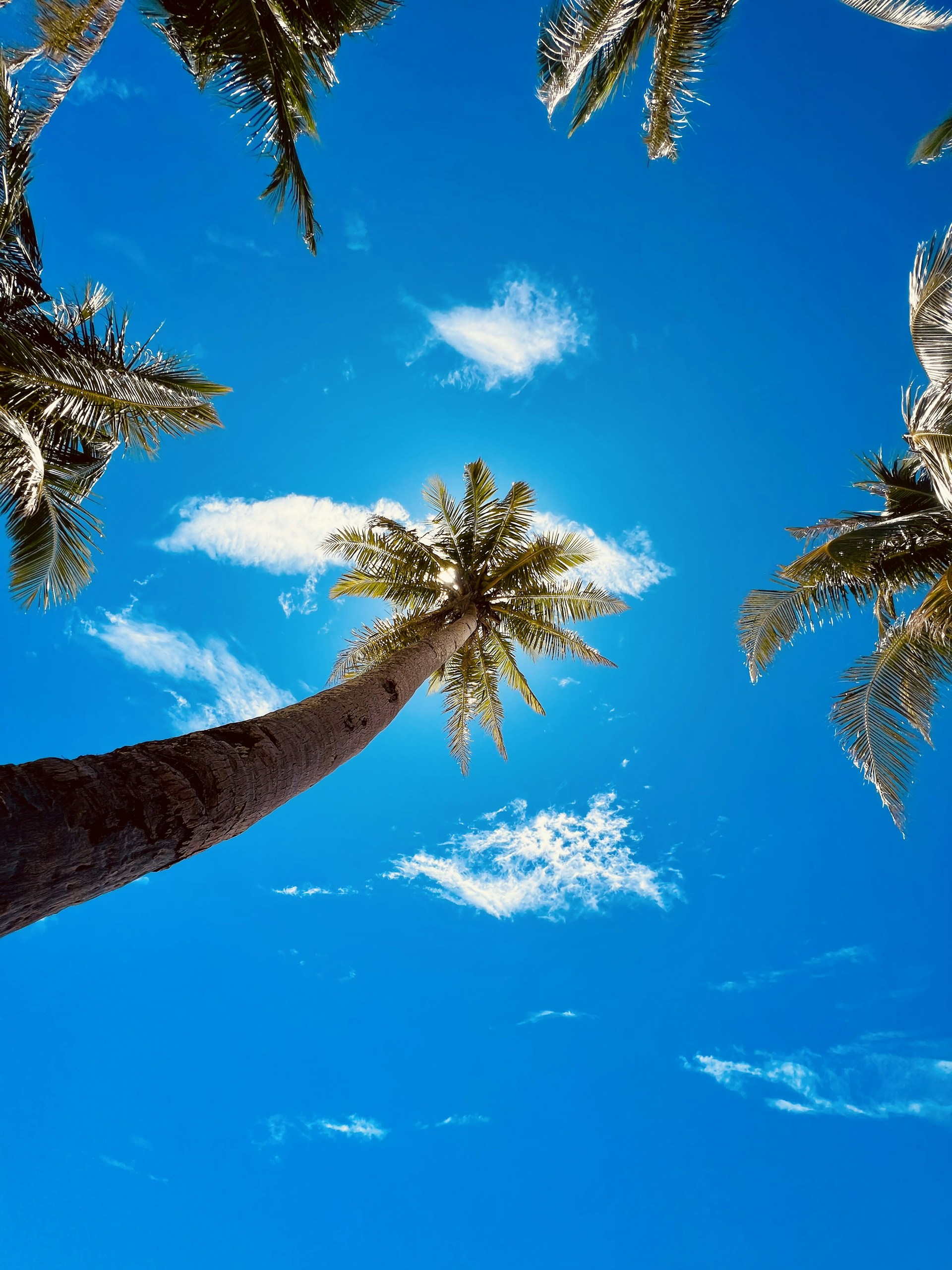a palm tree with a bright blue sky in the background
