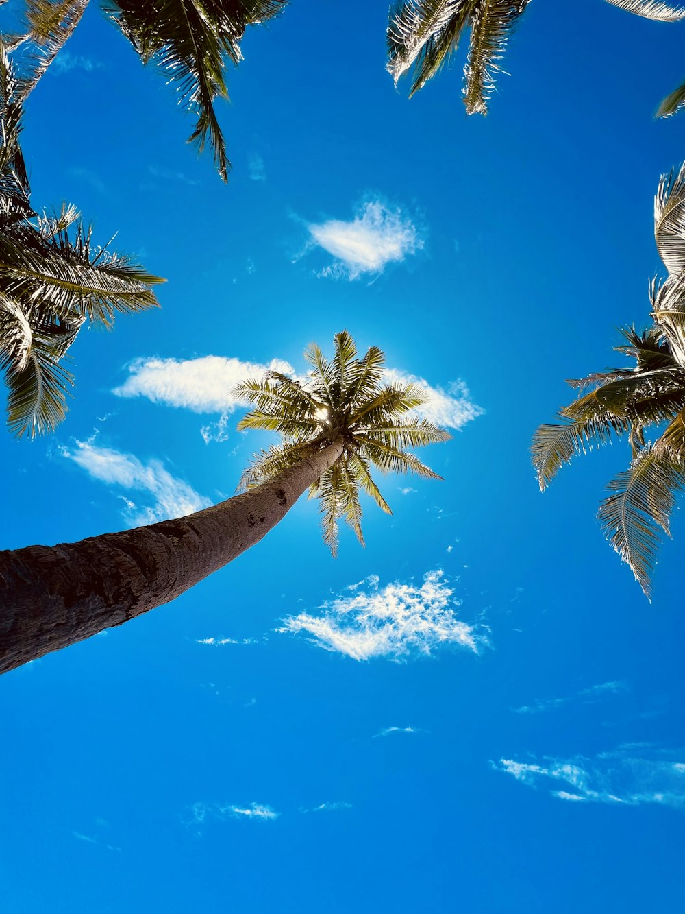a palm tree with a bright blue sky in the background