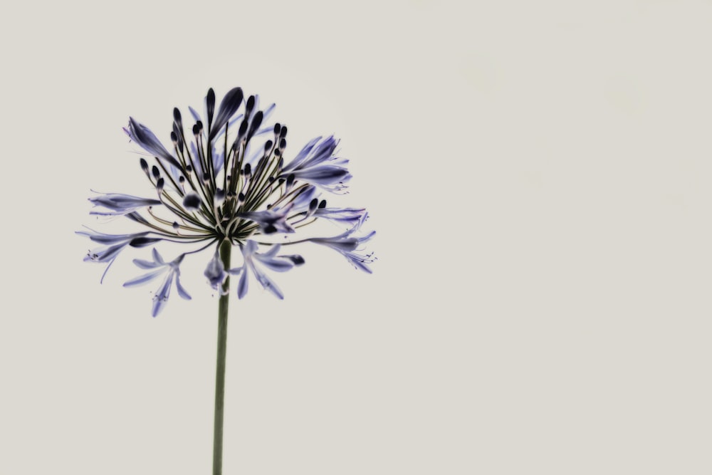 a blue flower is in the middle of a white background