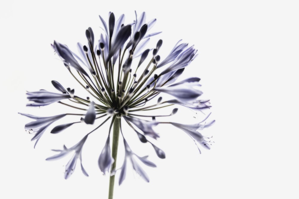 a close up of a purple flower on a white background