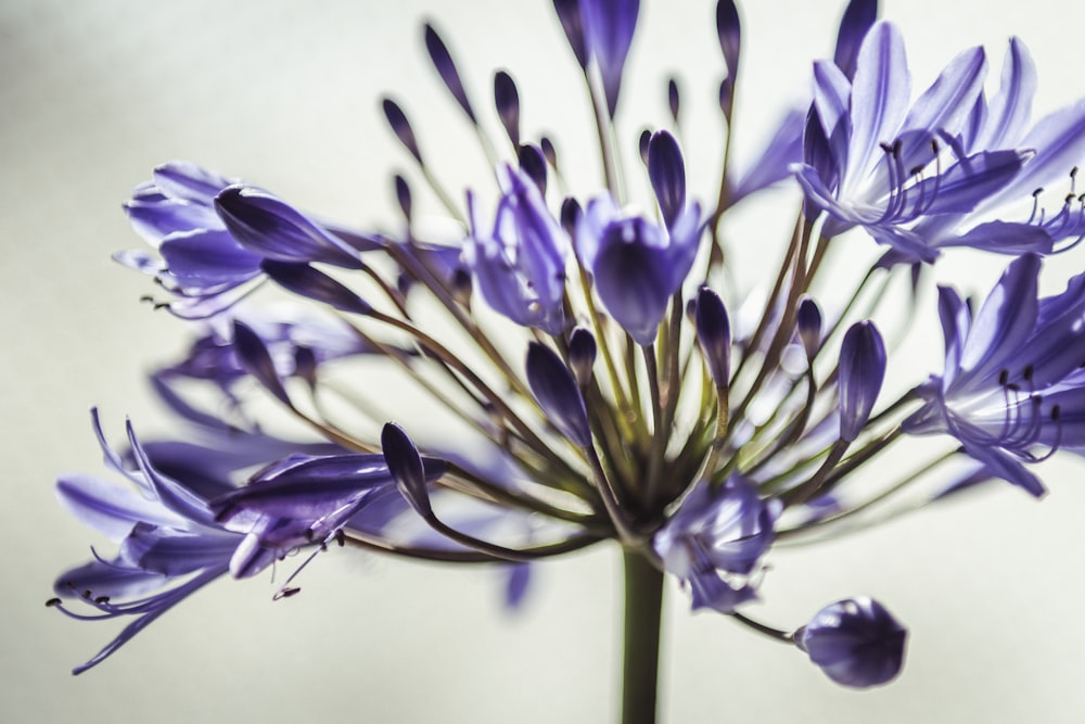 a close up of a purple flower on a white background