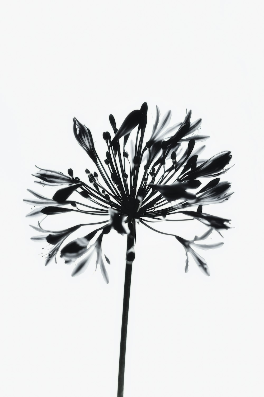 a black and white photo of a flower