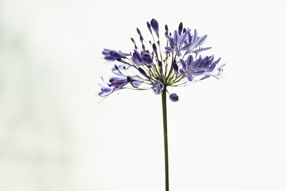 a purple flower with a white background