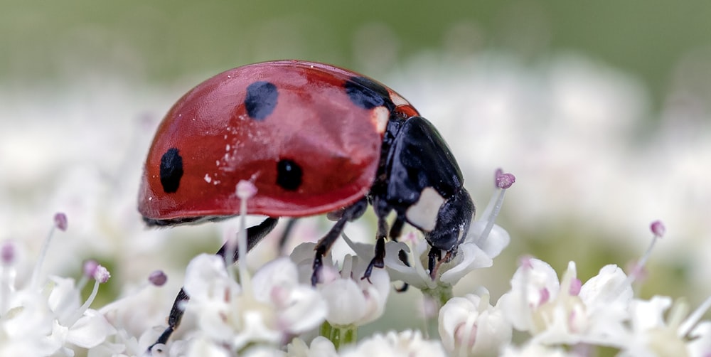 a lady bug sitting on top of a white flower