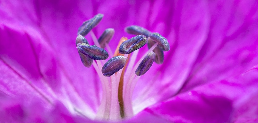 a close up of a purple flower with water droplets