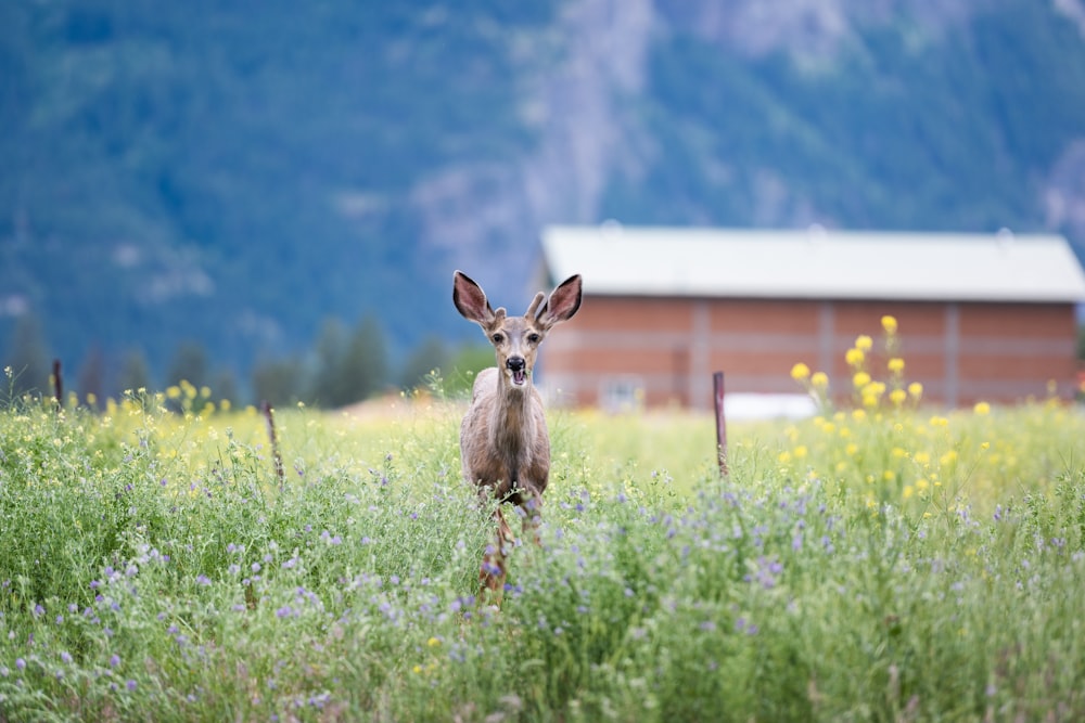 a deer standing in a field of tall grass