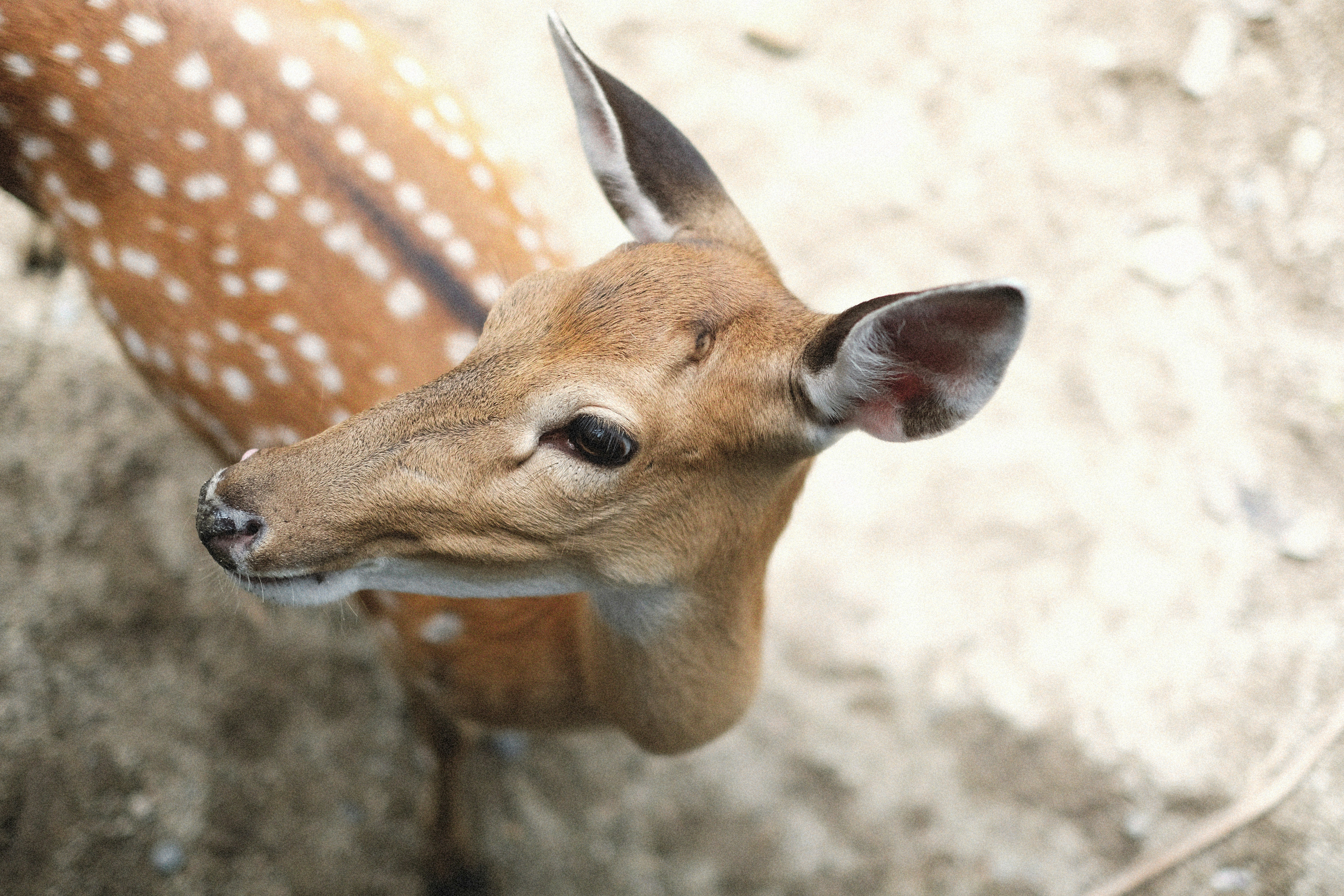 Photo by alexeydemidov