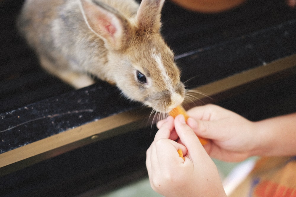 a person feeding a small rabbit with a carrot