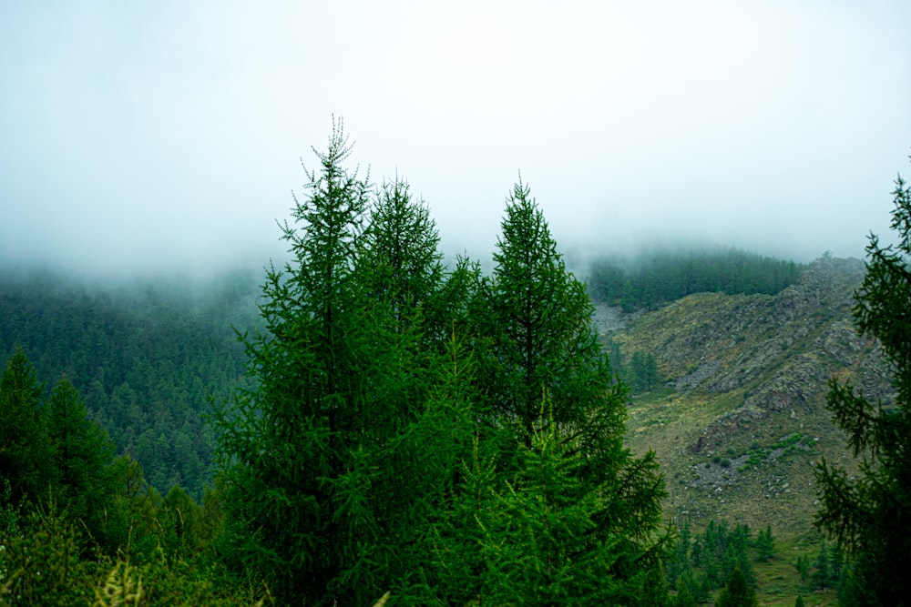 a view of a mountain with trees in the foreground and fog in the background