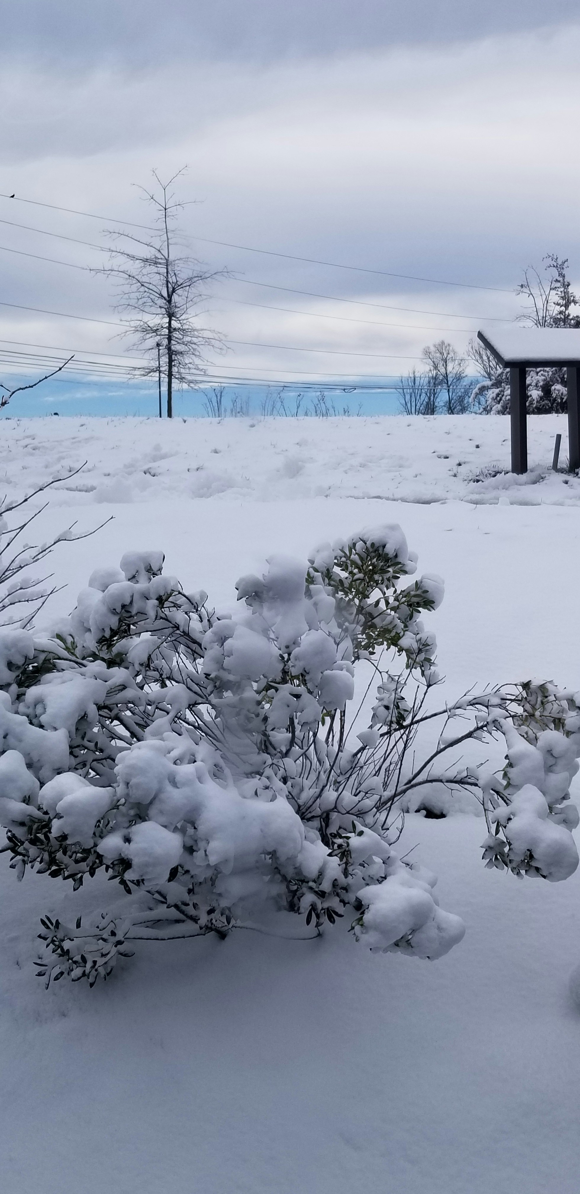 Un cespuglio coperto di neve accanto a un edificio