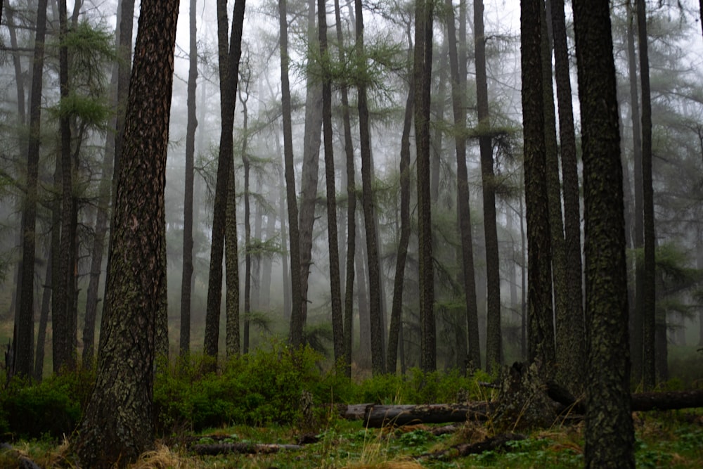 a forest filled with lots of tall trees