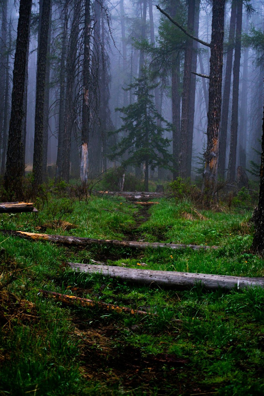 Un bosque lleno de muchos árboles altos