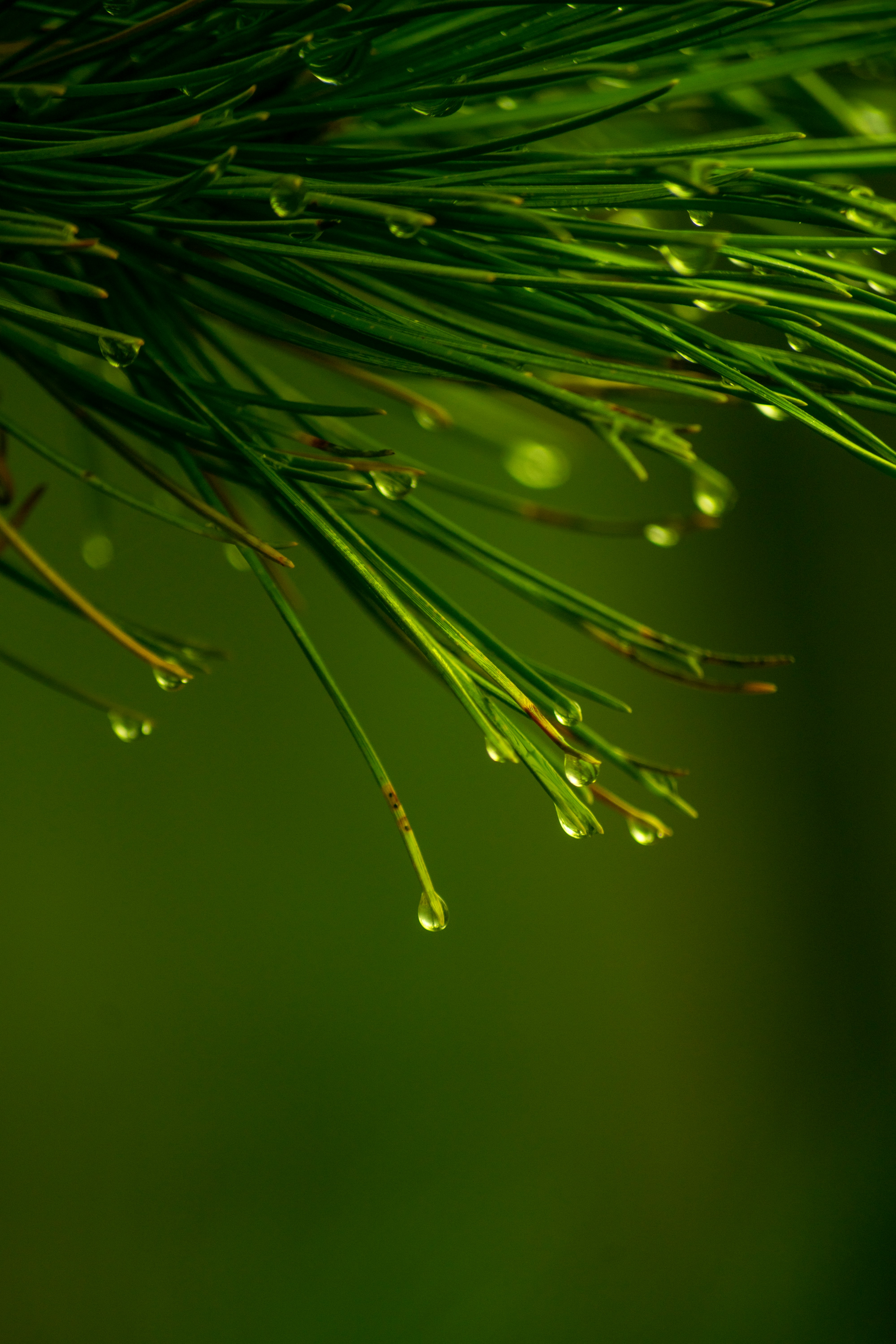 a close up of a pine tree branch with drops of water on it