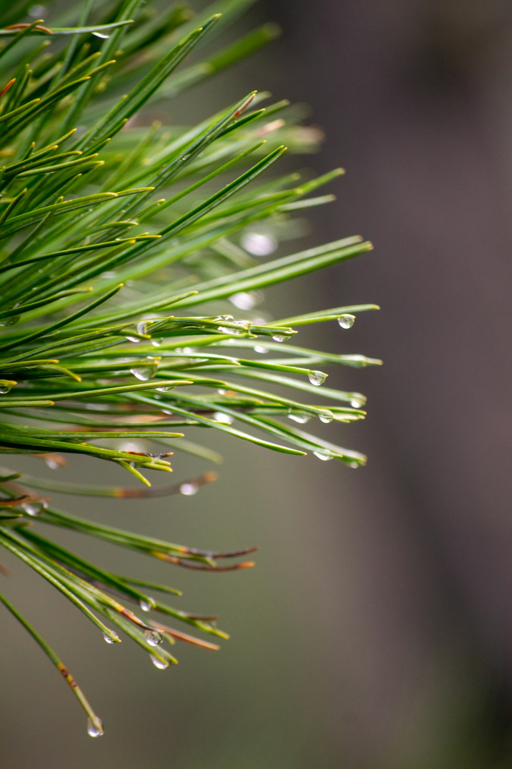 a close up of a pine tree with drops of water on it