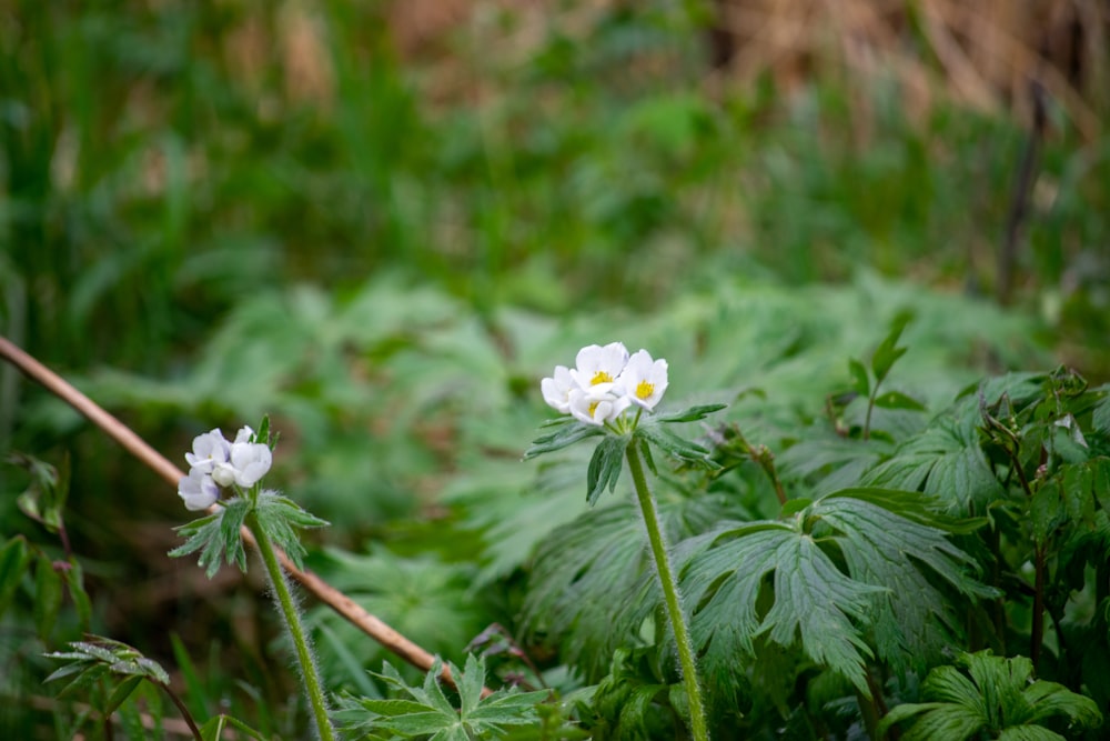 a couple of white flowers sitting on top of a lush green field