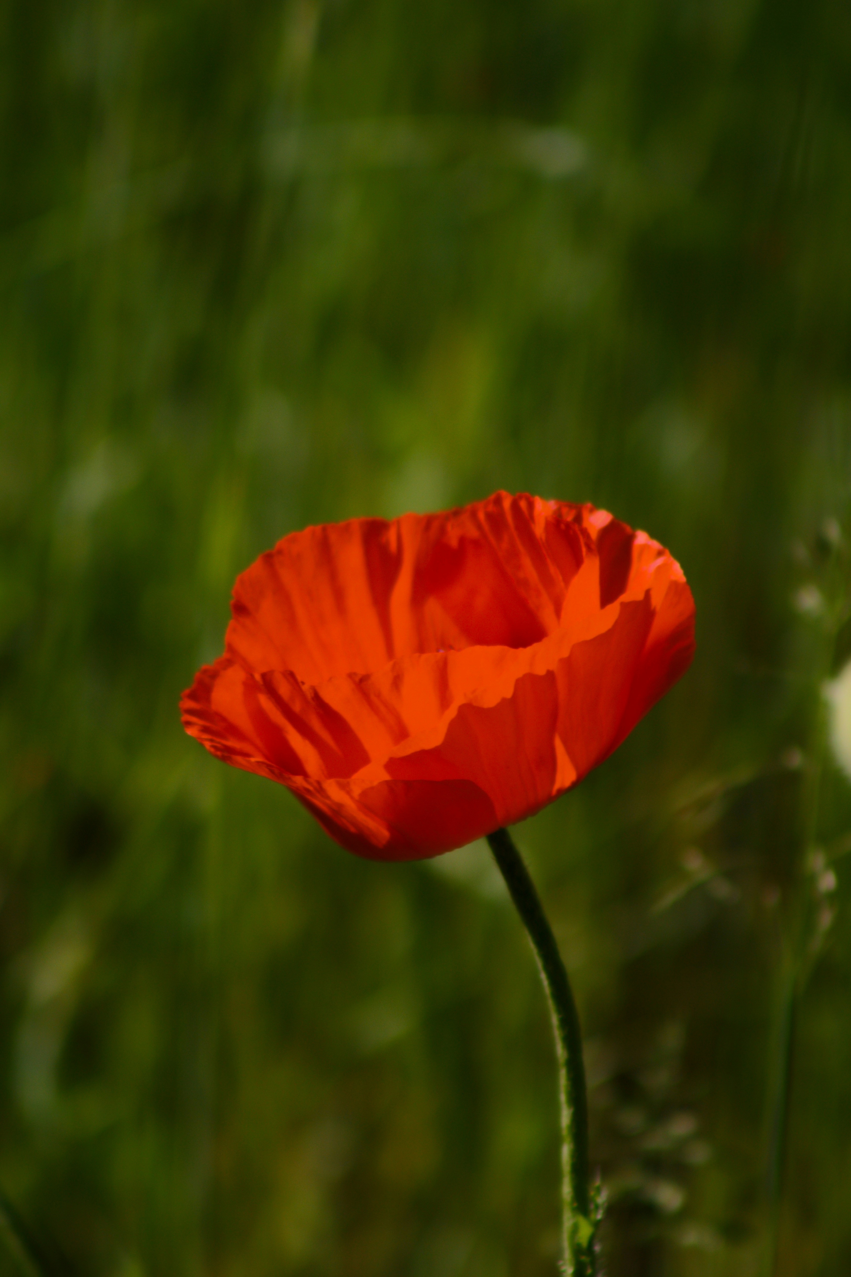 Photo by joshua_hoehne