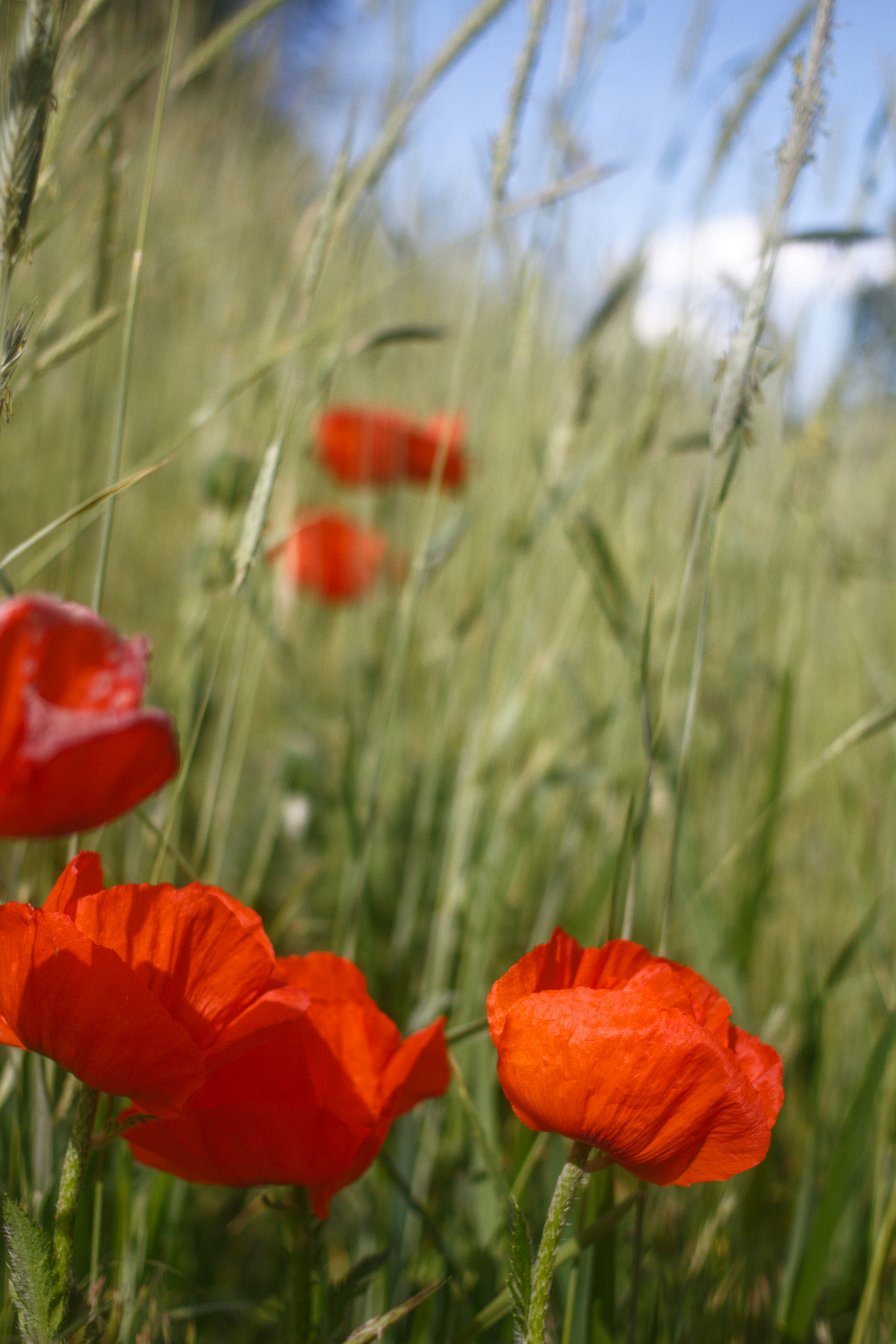 Photo by joshua_hoehne