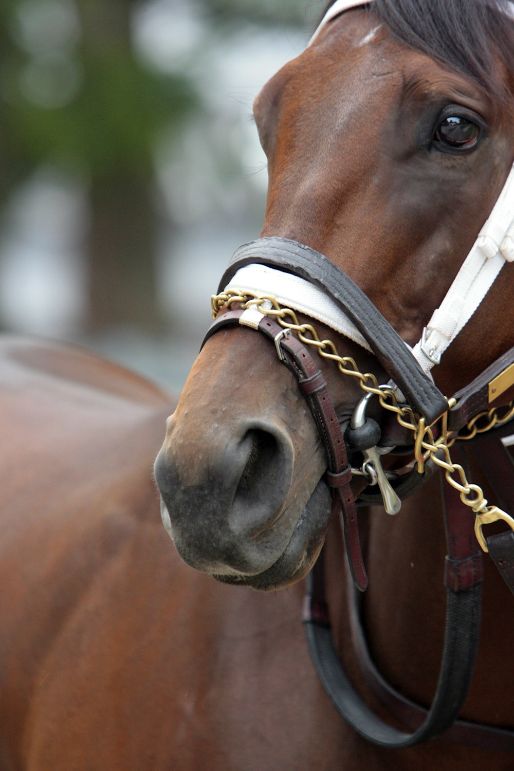 a close up of a horse wearing a bridle