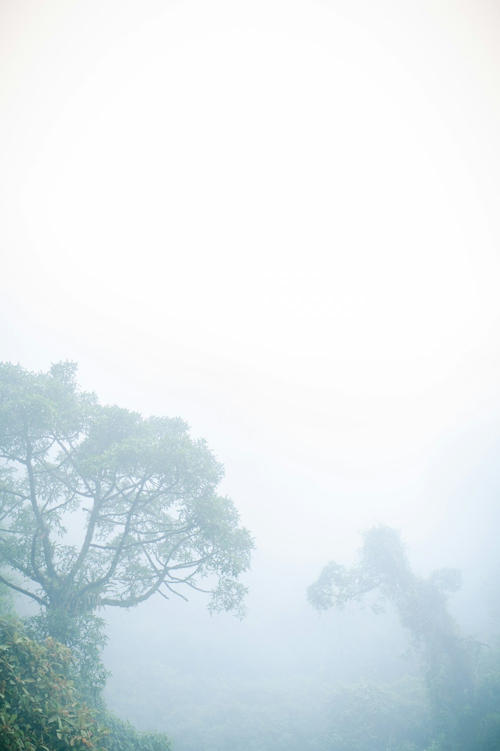 a foggy forest with a bench in the foreground